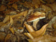 Porcini and Chestnut Wall Decal