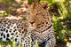 Leopard im Schatten Wall Mural