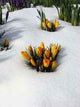 Crocus Snow Wall Decal