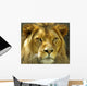 The Lions stare. Wall Mural