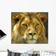 The Lions stare. Wall Mural