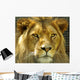 The Lions stare. Wall Mural
