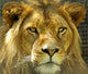 The Lions stare. Wall Mural