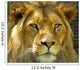 The Lions stare. Wall Mural