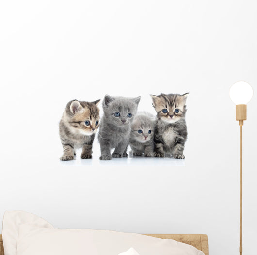 Portrait Young Cats' Group Wall Decal