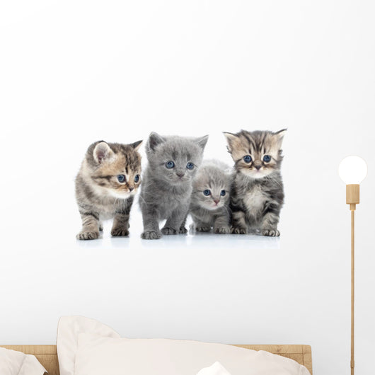 Portrait Young Cats' Group Wall Decal