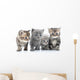 Portrait Young Cats' Group Wall Decal