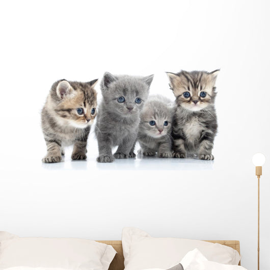 Portrait Young Cats' Group Wall Decal