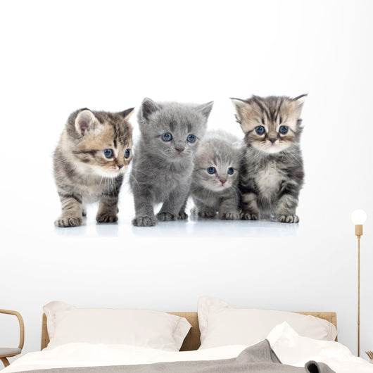 Portrait Young Cats' Group Wall Decal