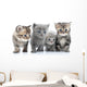 Portrait Young Cats' Group Wall Decal