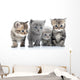Portrait Young Cats' Group Wall Decal