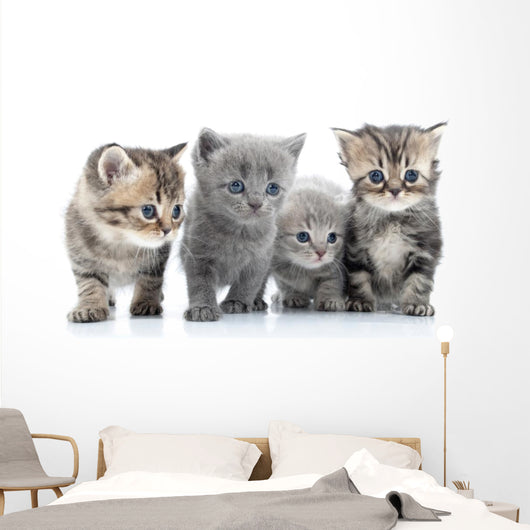 Portrait Young Cats' Group Wall Decal