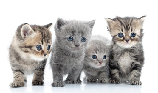 Portrait Young Cats' Group Wall Decal