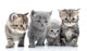 Portrait Young Cats' Group Wall Decal