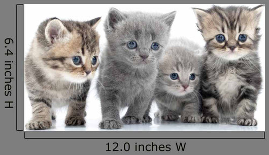 Portrait Young Cats' Group Wall Decal