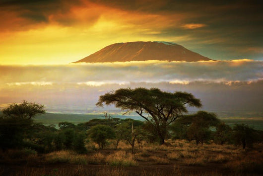 Mount Kilimanjaro Savanna Amboseli