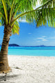 Green Tree White Sand