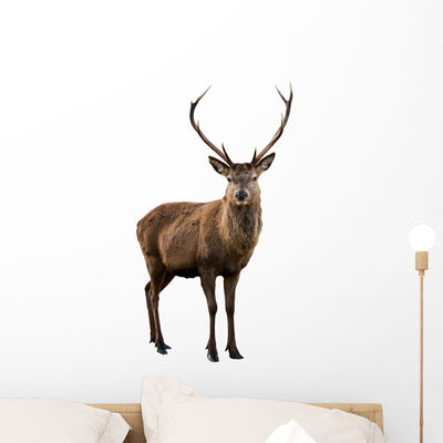 Deer Portrait Wall Decal shown on a wall