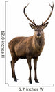 Deer Portrait Wall Decal