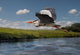 Heron Flight Wall Mural