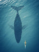 Whale below Sea Kayak Wall Decal