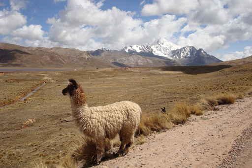 Campagne Bolivienne Wall Decal