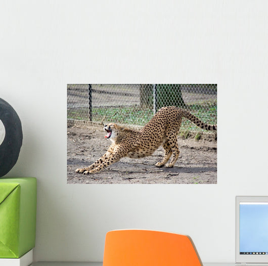 Cheetah