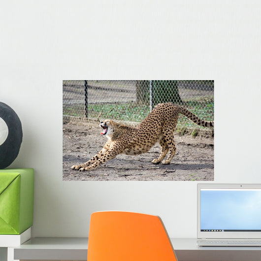 Cheetah
