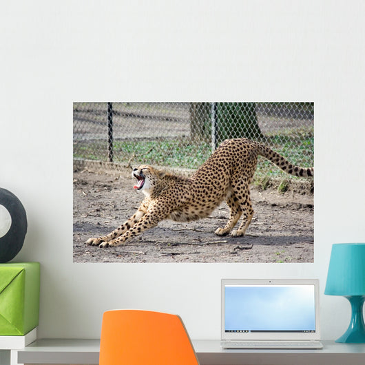 Cheetah