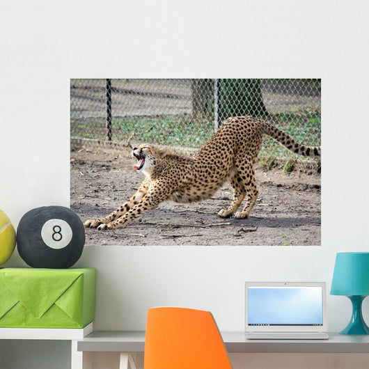 Cheetah