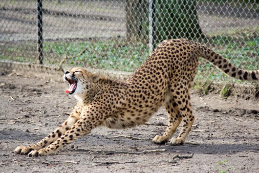 Cheetah