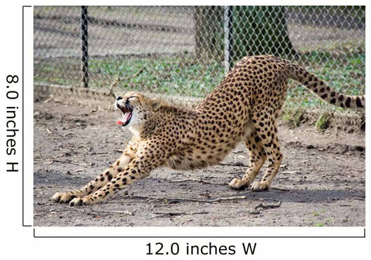 Cheetah