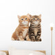 Two British Shorthair Kitten Wall Decal
