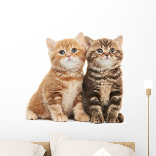 Two British Shorthair Kitten Wall Decal