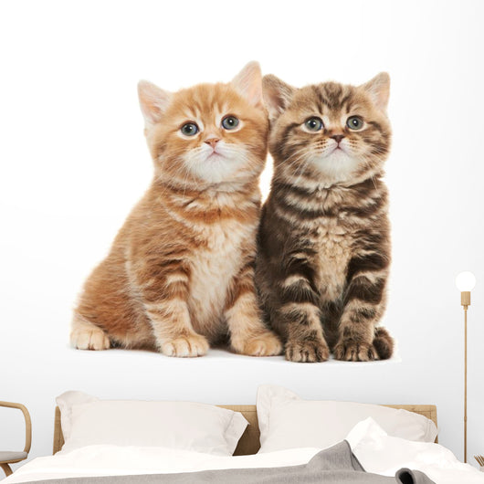 Two British Shorthair Kitten Wall Decal