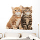Two British Shorthair Kitten Wall Decal
