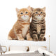 Two British Shorthair Kitten Wall Decal