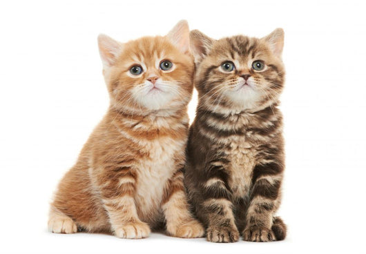 Two British Shorthair Kitten Wall Decal