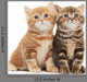 Two British Shorthair Kitten Wall Decal