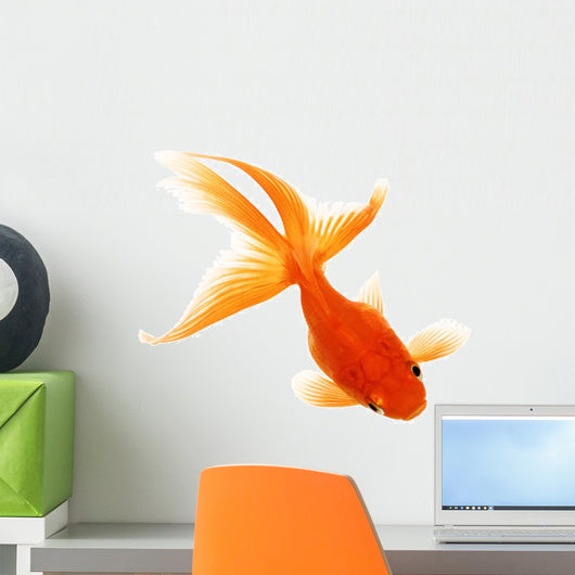Gold Fish White