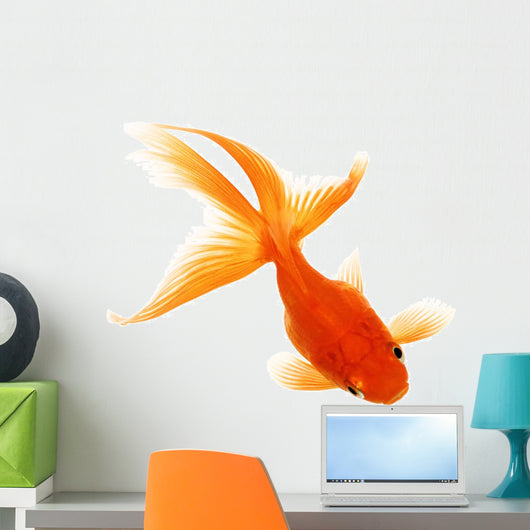 Gold Fish White