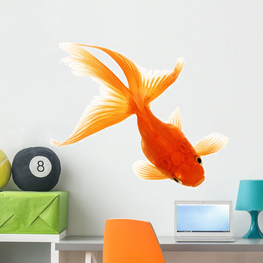 Gold Fish White