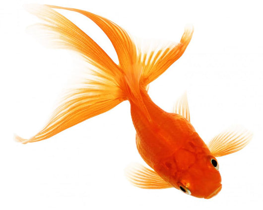 Gold Fish White