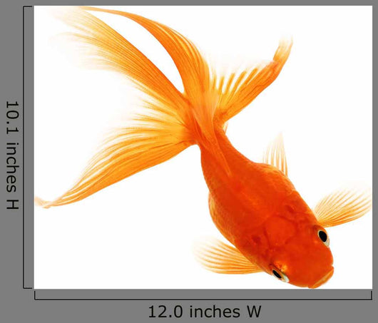 Gold Fish White