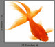 Gold Fish White