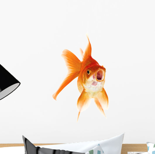 Gold Fish White