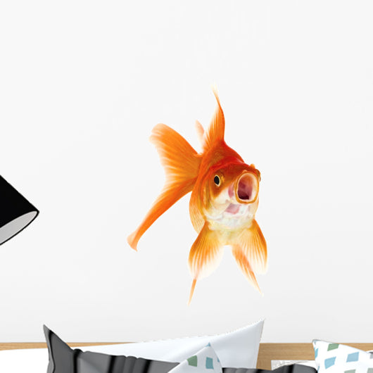 Gold Fish White