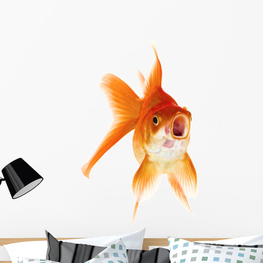 Gold Fish White