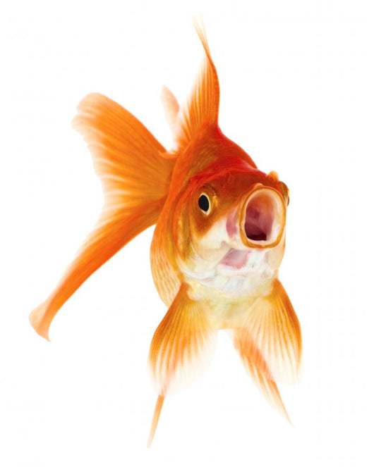Gold Fish White