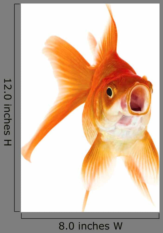 Gold Fish White